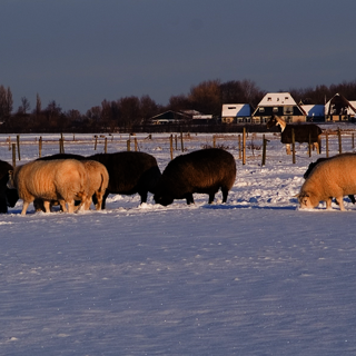 Schapen grazen in een weiland met sneeuw