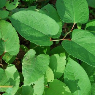 Bladeren van Japanse duizendknoop