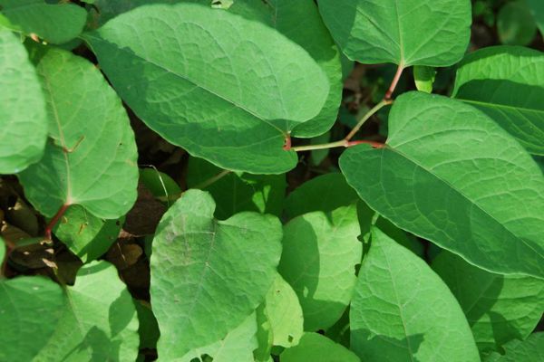 Bladeren van Japanse duizendknoop