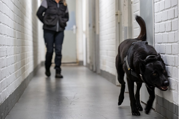 Politiehond loopt langs garageboxen